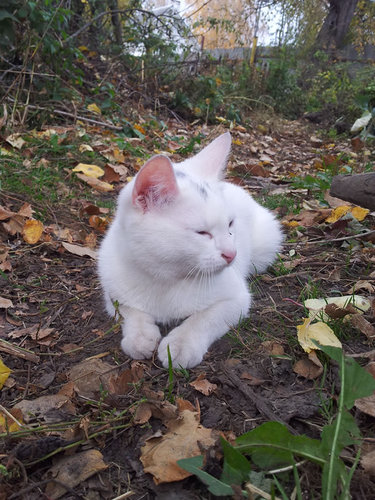  Хотя мы, коты, всё-таки его центр