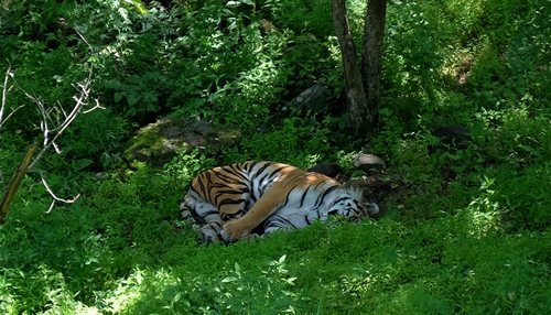 Амур в Приморском сафари-парке