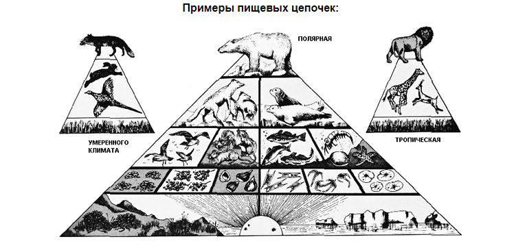 Пищевая пирамида